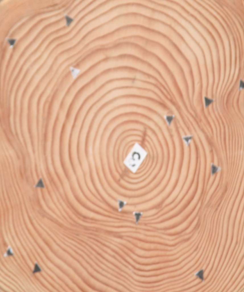 Felled tree, spruce, the annual rings are clearly visible, they give  information about the age of the tree and its condition Stock Photo - Alamy