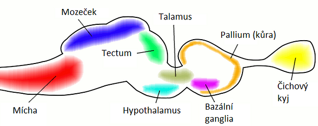fish brain diagram