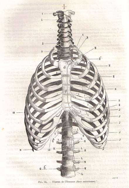 Skeleton torso, for Cheselden's Osteographia, Works of Art