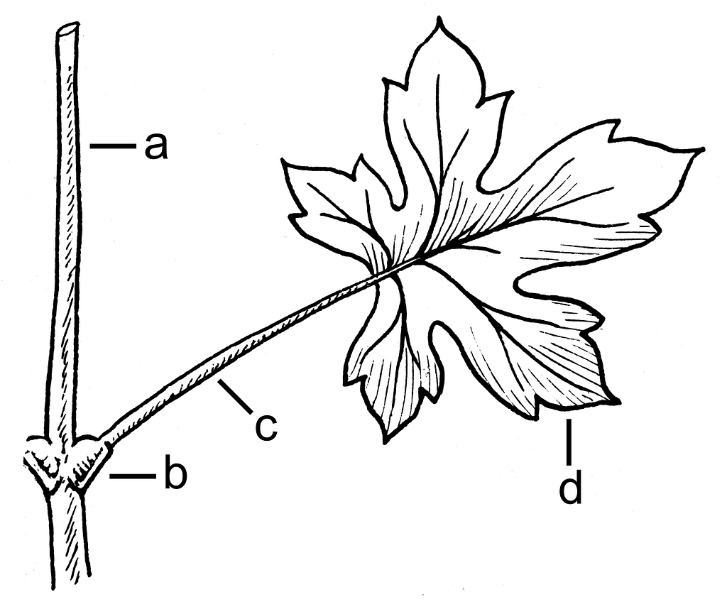 simple-leaf-diagram-psf-picryl-public-domain-media-search-engine