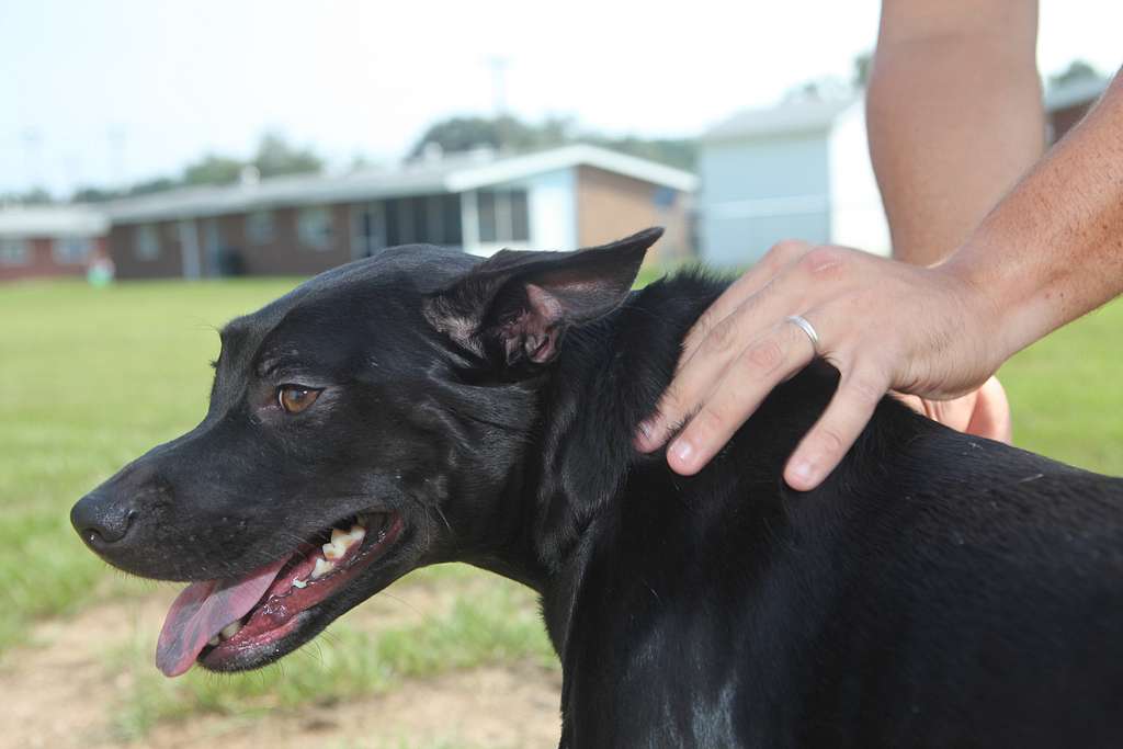 Dog collar outlet rubbing neck