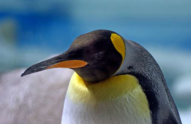 King penguin. Calgary Zoo. - PICRYL Public Domain Image