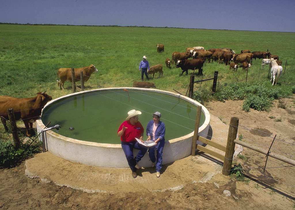 Cattle Watering Systems