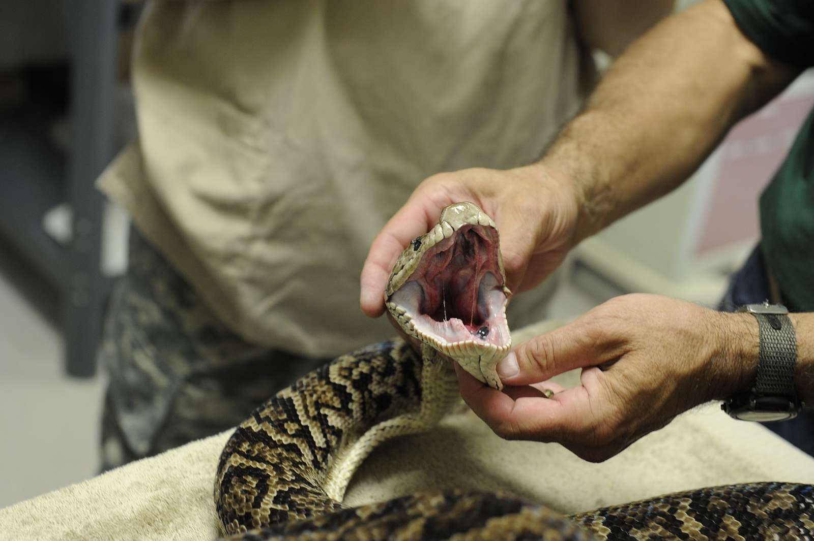 Toledo Zoo herpetologist Peter Tolson, Ph.D., director - NARA & DVIDS ...