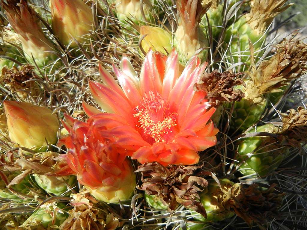 Fishhook barrel cactus flower (26110385-b8d4-4c6e-b181