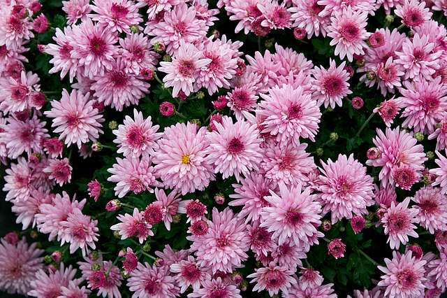 Chrysanthemum X Morifolium Dompierre 2 Picryl Public Domain Search