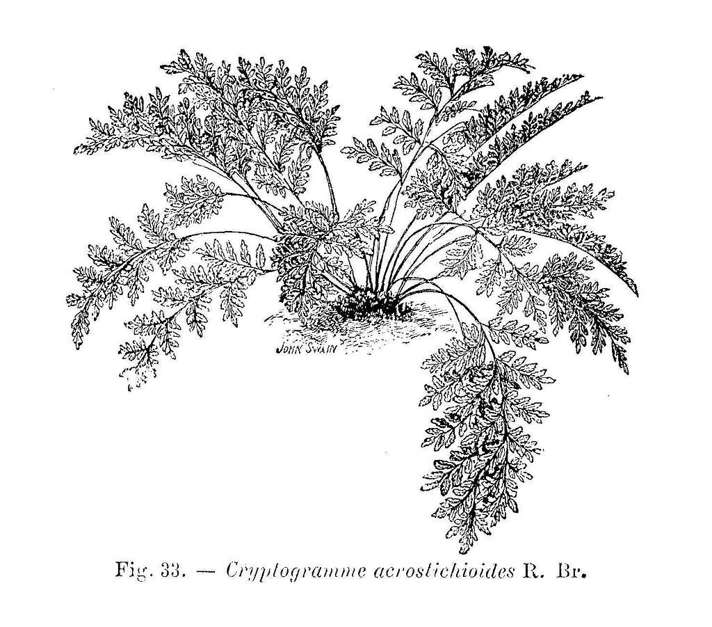 Cryptogramma acrostichoides (dessin) - PICRYL - Public Domain Media ...