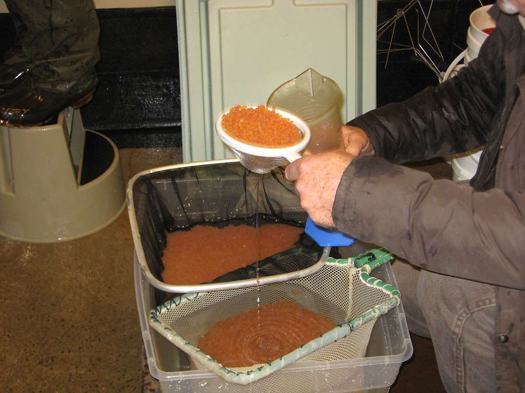 Fishery biologist with lake trout eggs (6601047465) - PICRYL