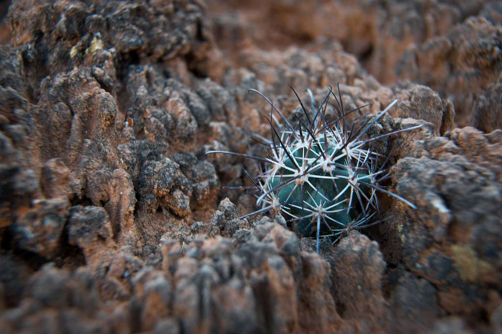 A young fish hook cactus shelterd by soil crust. - PICRYL - Public