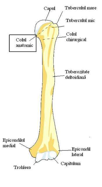 Humerus bone osteology Animation : Bony mandmarks, Development and Clinical  anatomy 🦴🦴🦴 