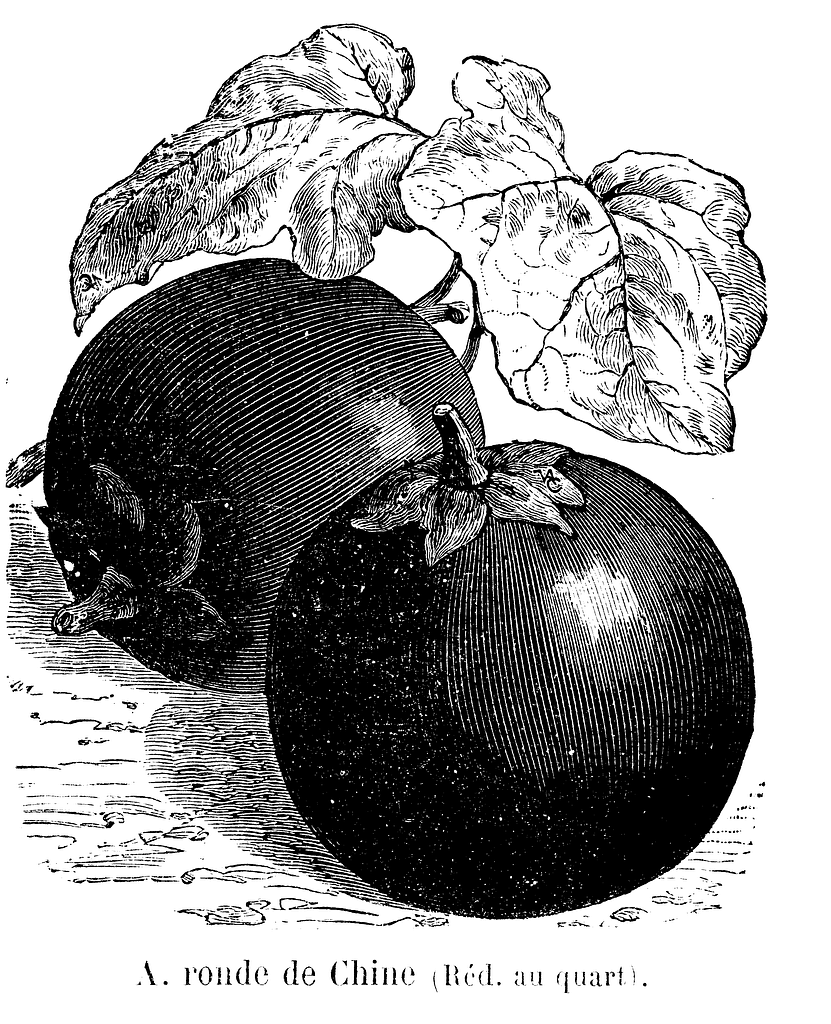 File:Aubergine très hâtive de Barbentane Vilmorin-Andrieux 1904