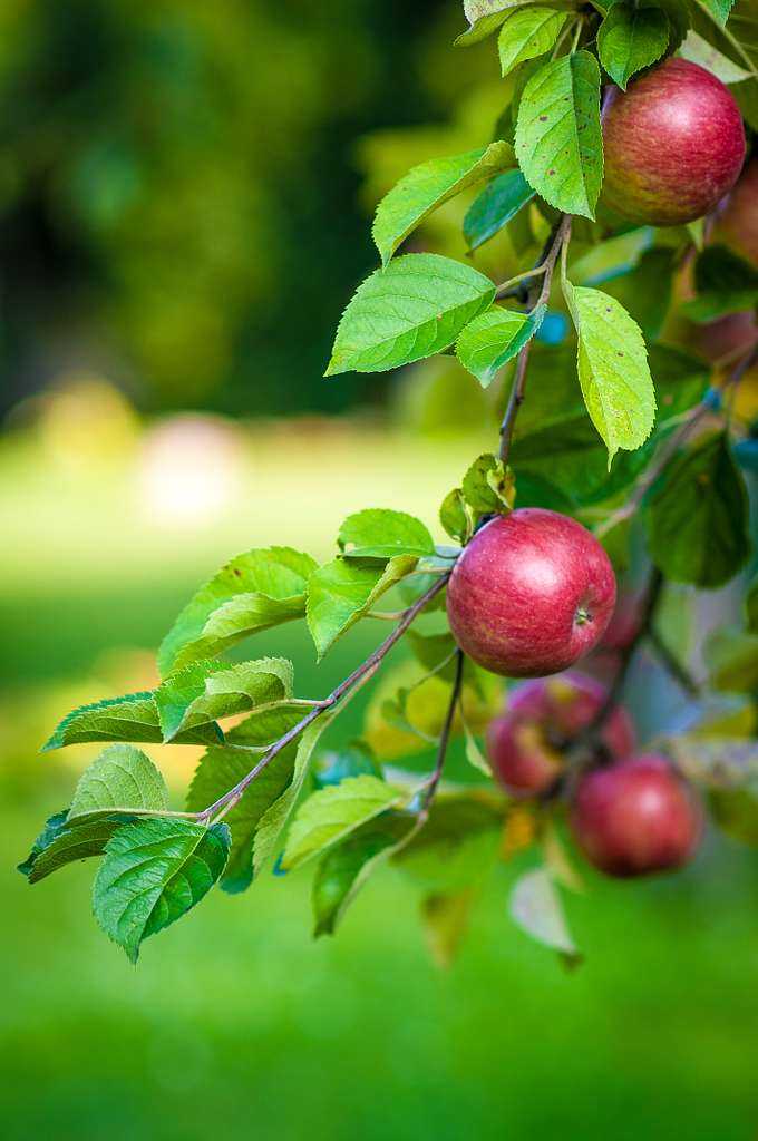 Small apples on branch - PICRYL - Public Domain Media Search Engine Public  Domain Search