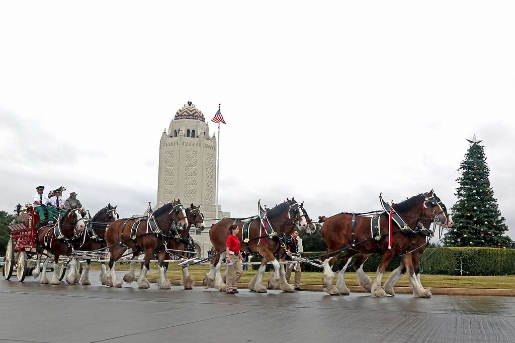 Budweiser Clydesdales To Deliver Cherry Blossom Gear To Nats