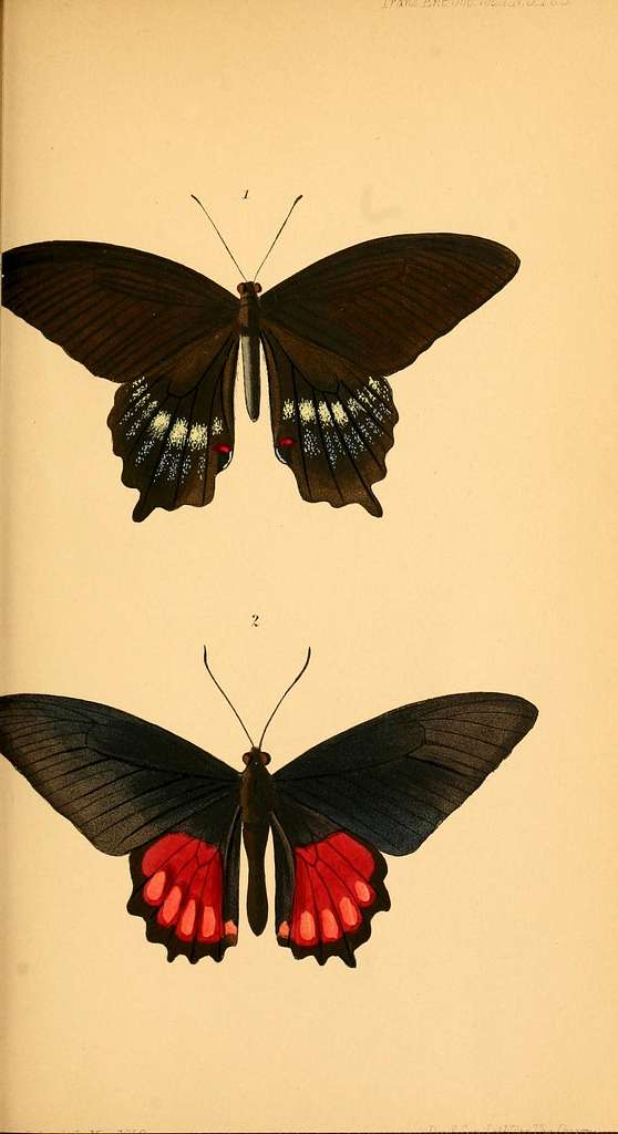 58 Papilionidae illustrations Images: PICRYL - Public Domain