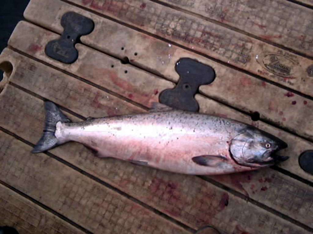 King/Chinook Salmon Identification 