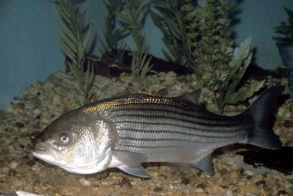 Striped Bass (Morone saxatilis)