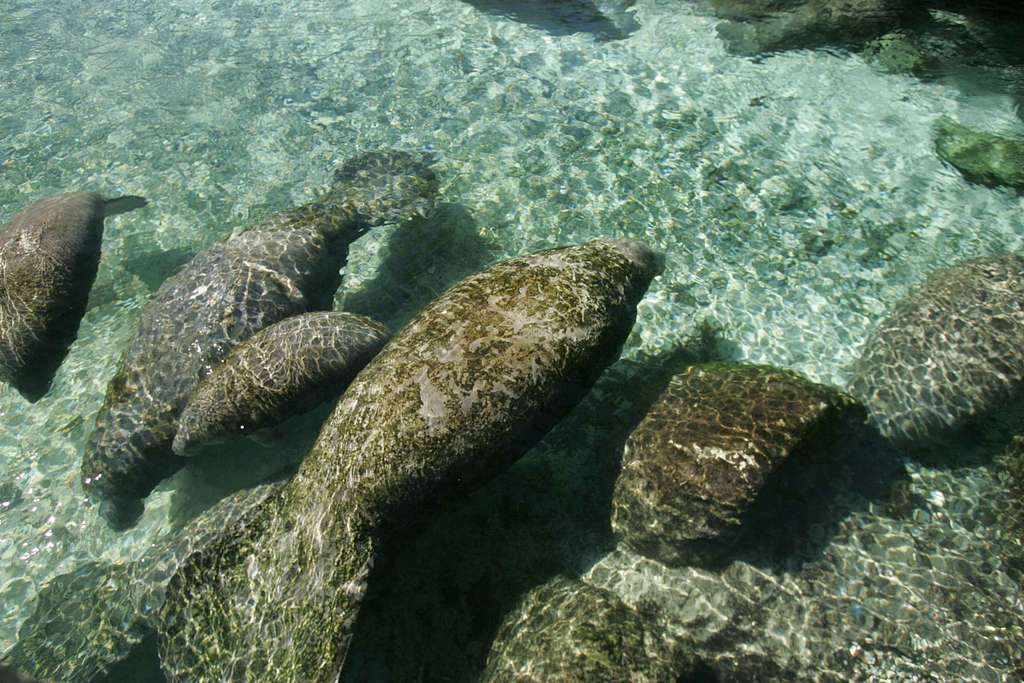 Aquatic mammals manatee trichechus manatus latirostris - PICRYL Public