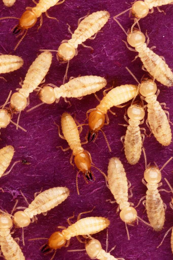 Formosan subterranean termites are feeding PICRYL Public