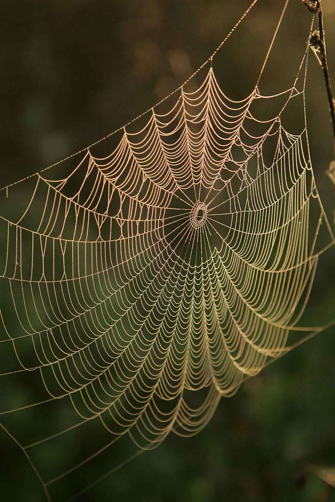 How to photograph a spider's web - Discover Wildlife