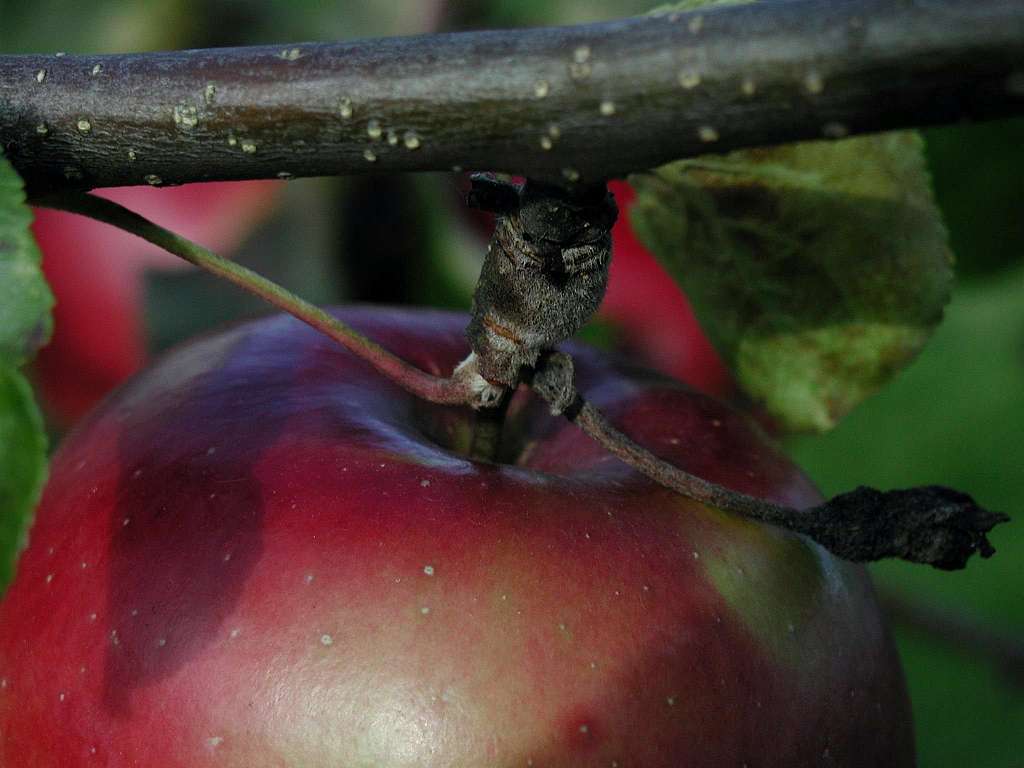 Small apples on branch - PICRYL - Public Domain Media Search Engine Public  Domain Search