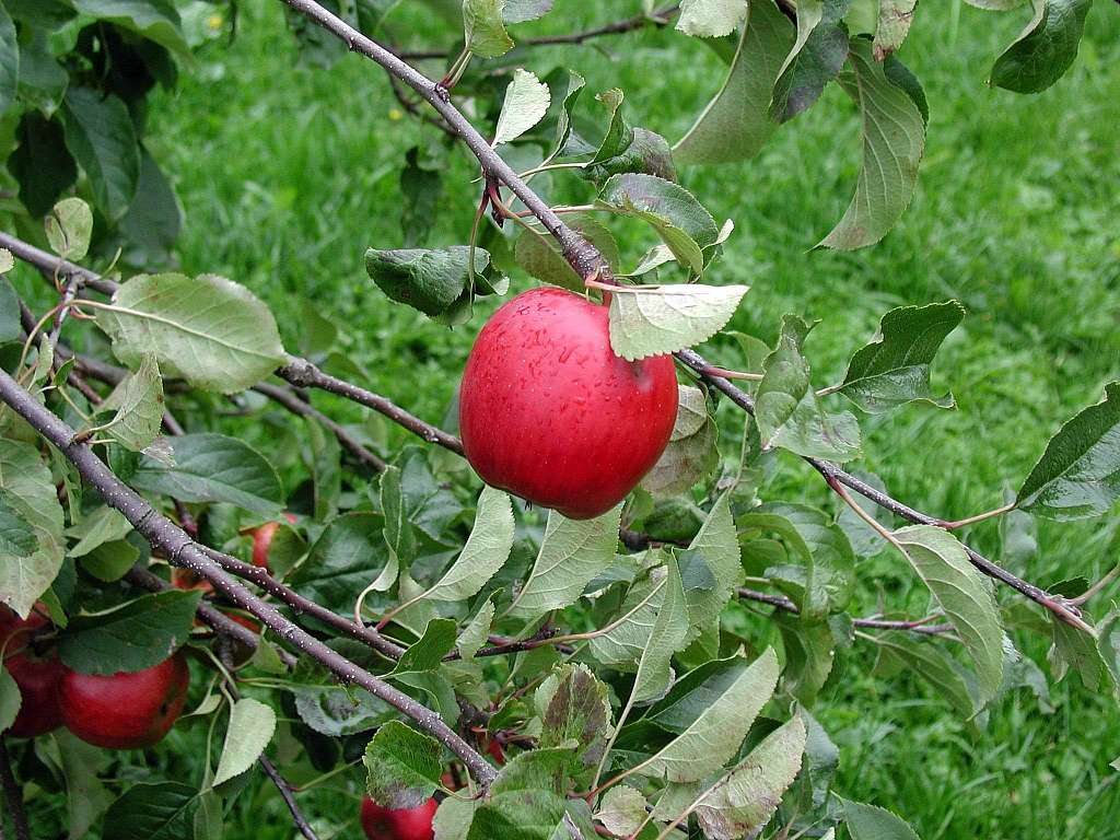 Small apples on branch - PICRYL - Public Domain Media Search Engine Public  Domain Search