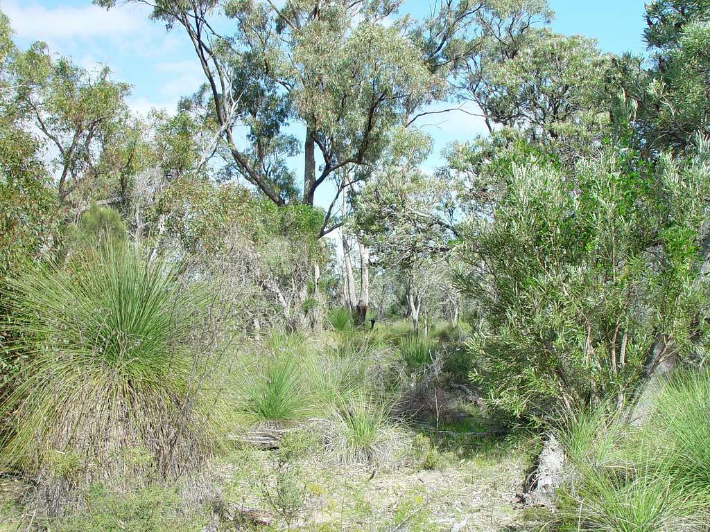 Public Domain Images - Bushland Tamala park - PICRYL - Public