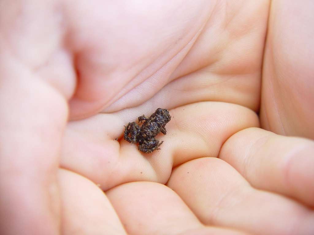 Tiny Fingernail Sized Frogs Are Absolutely Ribbiting - I Can Has