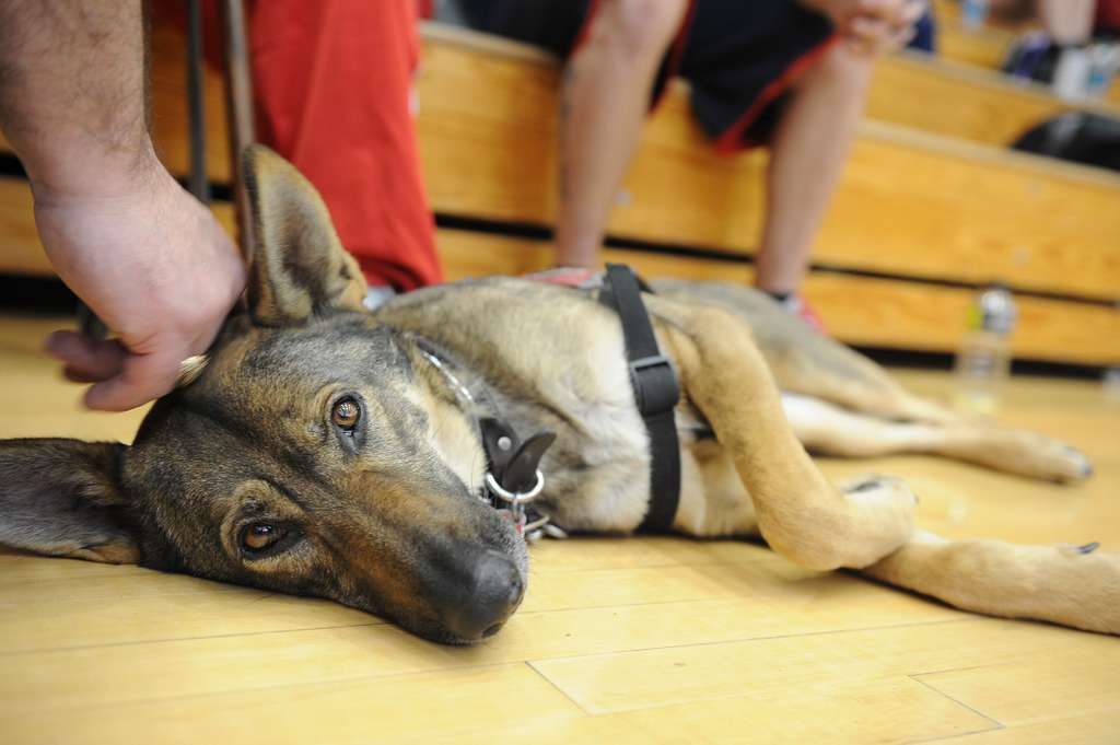 a-guide-dog-lays-to-rest-on-the-floor-of-paige-fieldhouse-nara