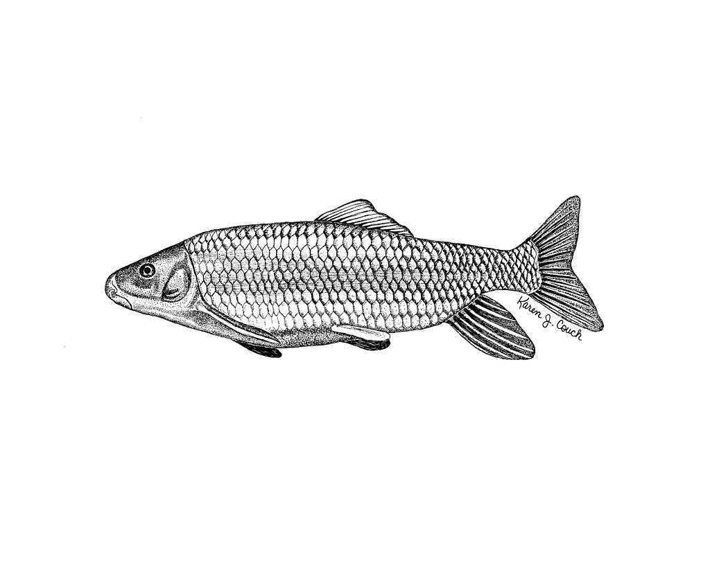 Angry Atlantic Herring Sardine Fish Jumping Continuous Line Drawing by  patrimonio #1758238