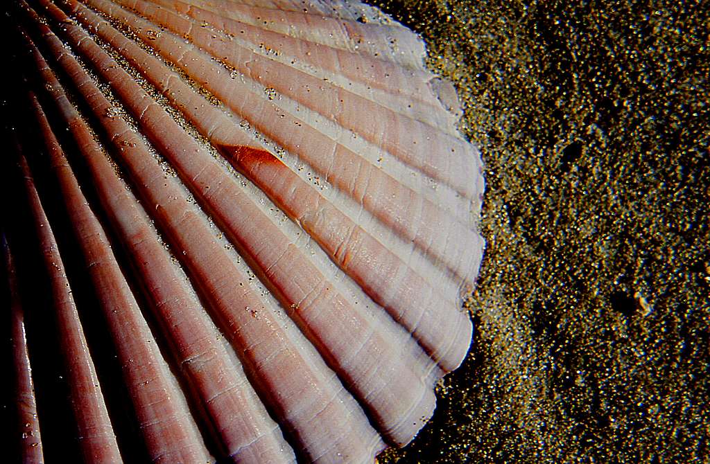Scallop shell on the sands.. Bernard Spragg photography - PICRYL - Public  Domain Media Search Engine Public Domain Search