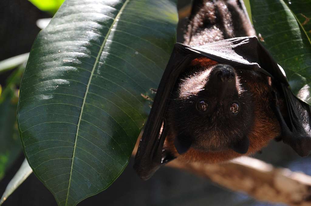 A Mariana fruit bat named Babydoll hangs from a tree - NARA & DVIDS ...