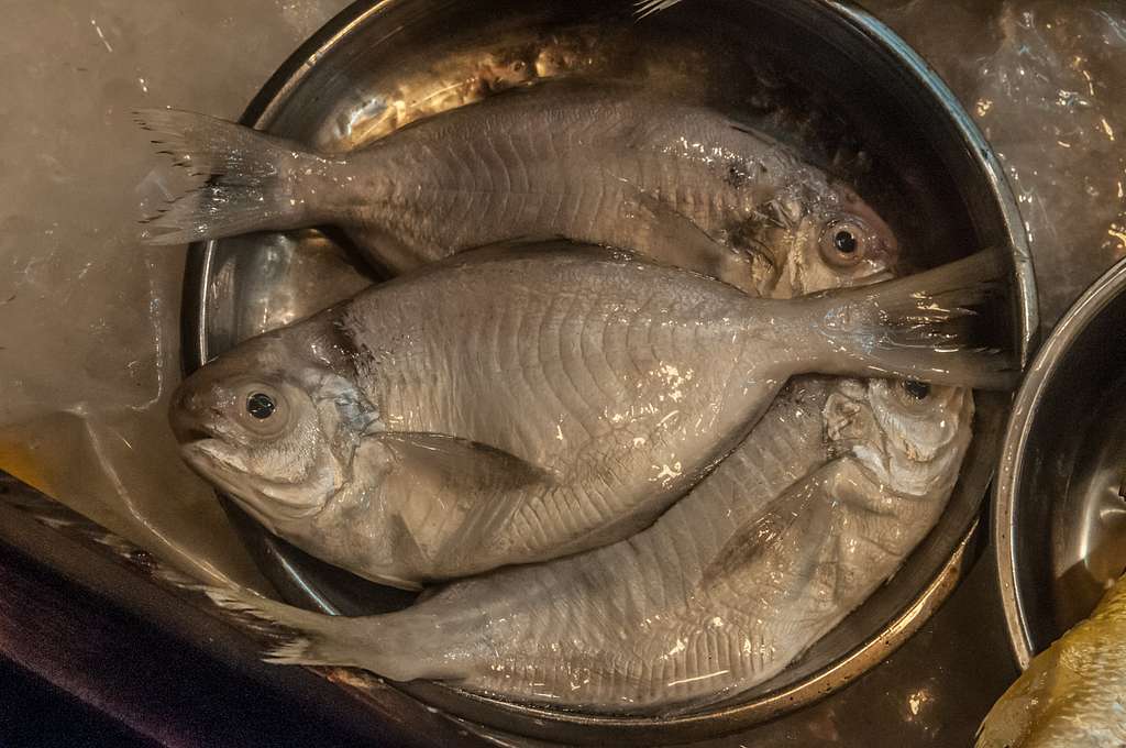 Fish as food - Wikipedia