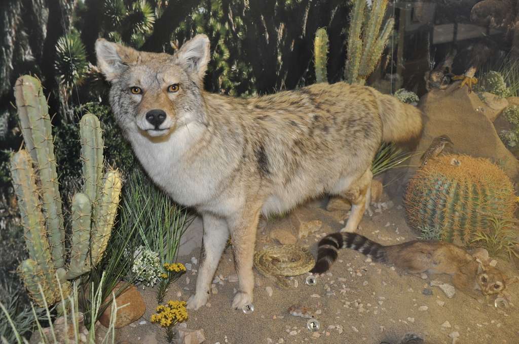 A taxidermied coyote stands in an exhibit along with - NARA