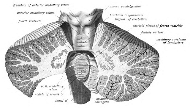 tonsils of cerebellum