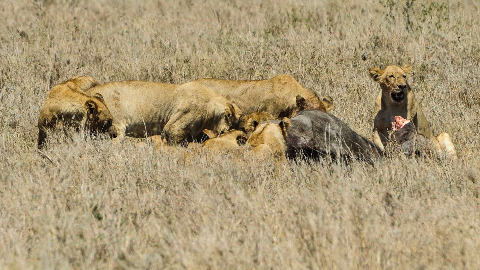 A pride of lions feed on a kill in Serengeti National - NARA & DVIDS ...