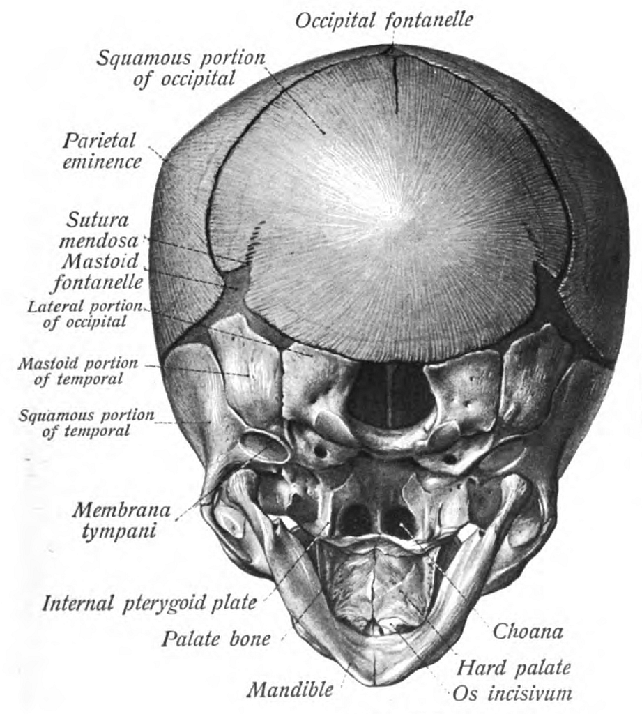 choanae skull