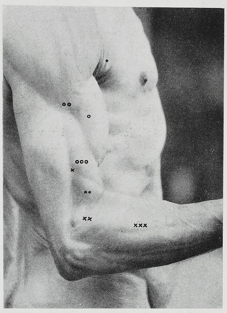 Biceps - Pearson Scott Foresman Archives - PICRYL - Public Domain
