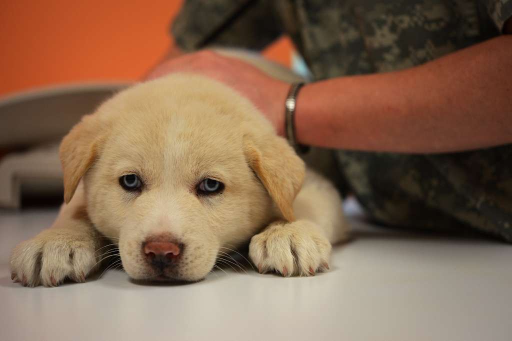 Spc. Brittany Hughey, Public Health Command animal - TPLO Surgery in Virginia