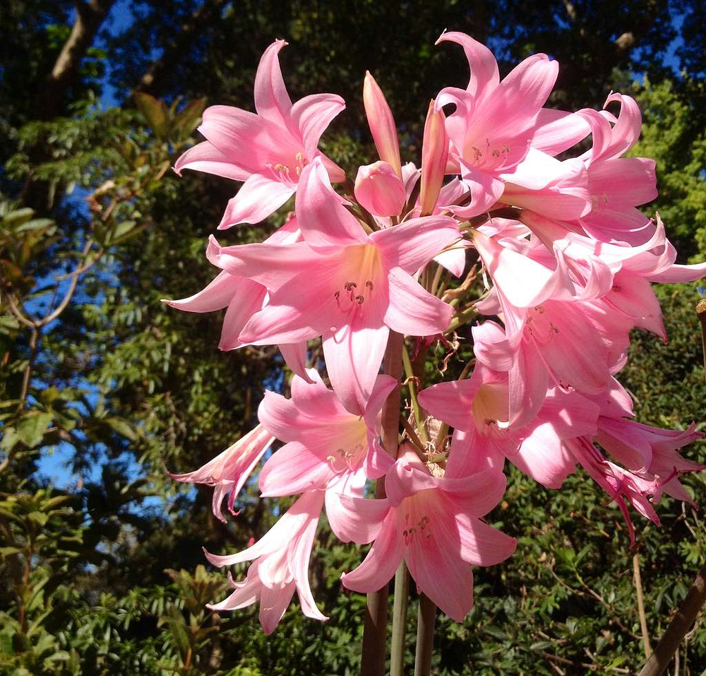 Naked Ladies, Hinsdale Rhododendron Garden (15022561349) - PICRYL - Public  Domain Media Search Engine Public Domain Search