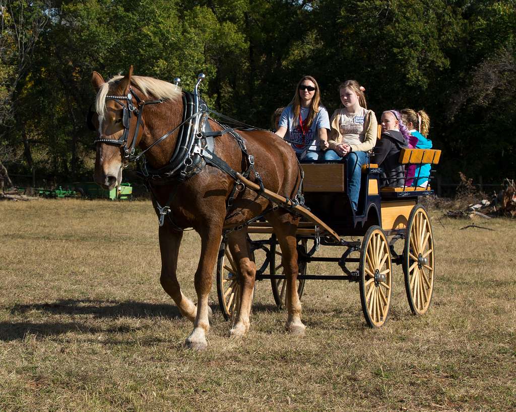 A Belgian draft horse pulls a buggy during the 3rd - NARA & DVIDS ...