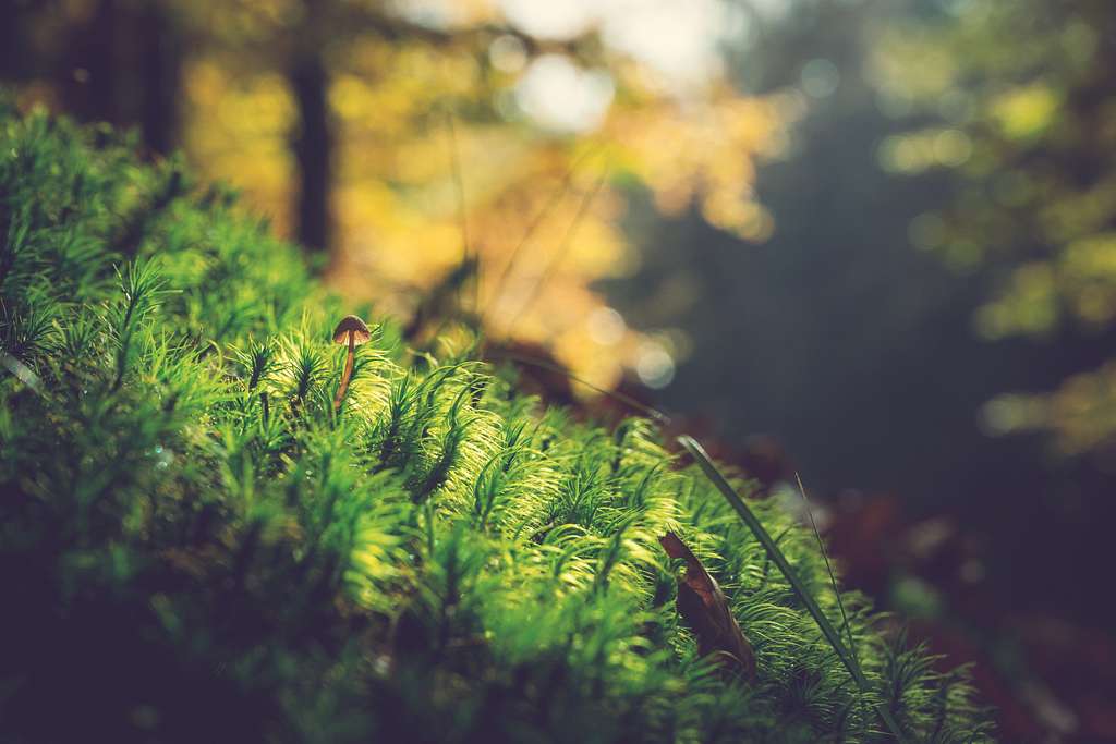 Lush green pine forest (Unsplash) - PICRYL - Public Domain Media