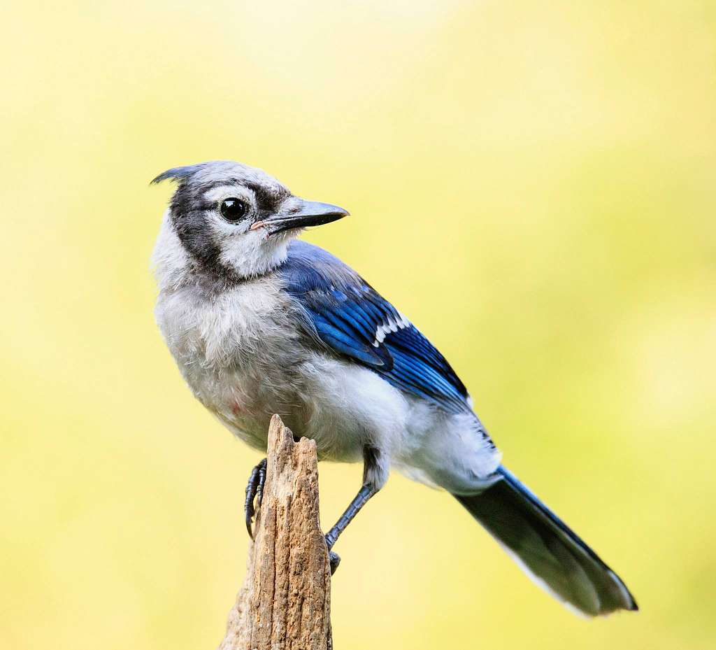 153 Blue Cardinal Jay Stock Photos - Free & Royalty-Free Stock