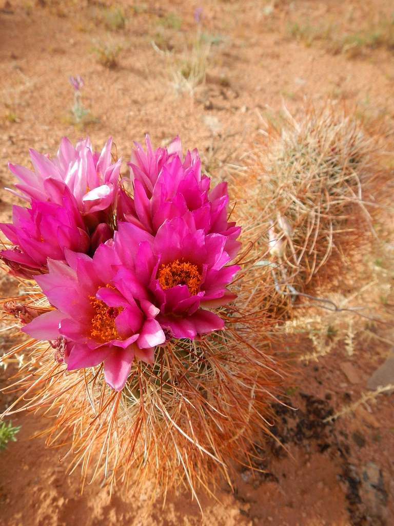 Fishhook cactus (Cactaceae), Glen Canyon National Recreation Area, 2015. -  PICRYL - Public Domain Media Search Engine Public Domain Search