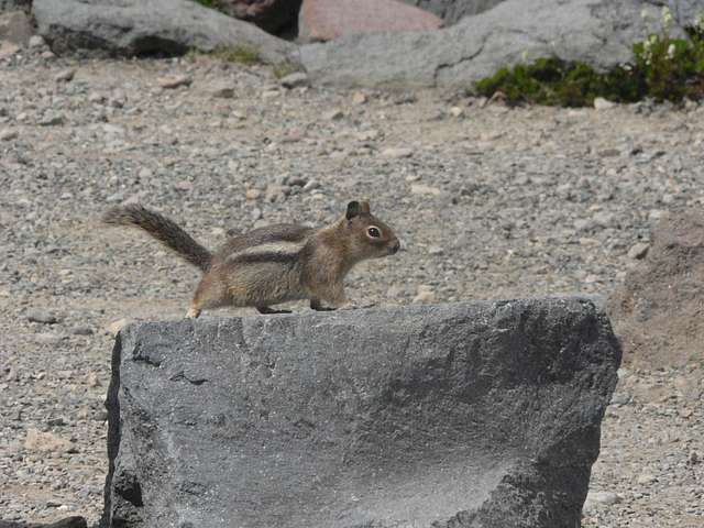 Figure 5 from Belding's, California, and Rock Ground Squirrels