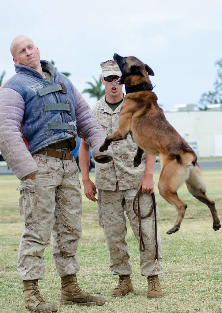 Cpl. Nicholas Majerus (center), a dog trainer with - PICRYL Public Domain  Image