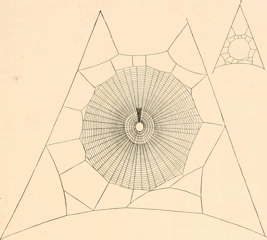 American spiders and their spinning work. A natural history of the