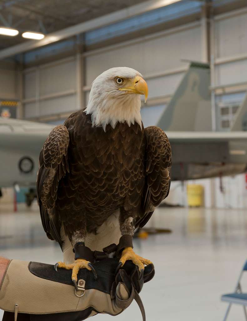 Challenger the American Bald Eagle is prepared to take part in a