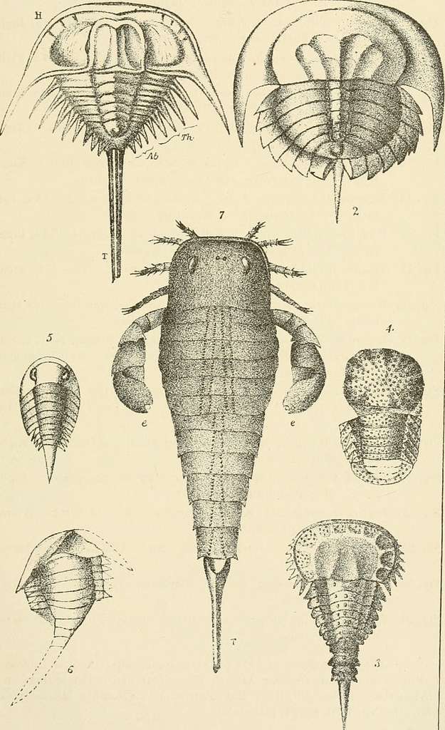 Annals of the New York Academy of Sciences