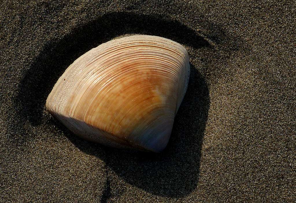 Scallop shell on the sands.. Bernard Spragg photography - PICRYL