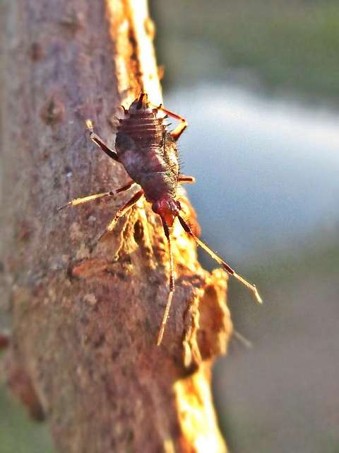 Deraeocoris ruber Miridae sp. nymph Elst Gld the Netherlands